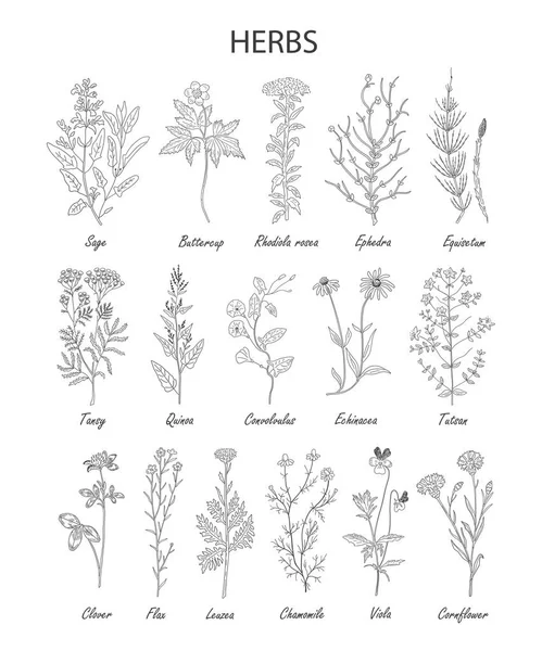Kézzel rajzolt gyógynövények és a vadvirágok gyűjtemény elszigetelt — Stock Vector