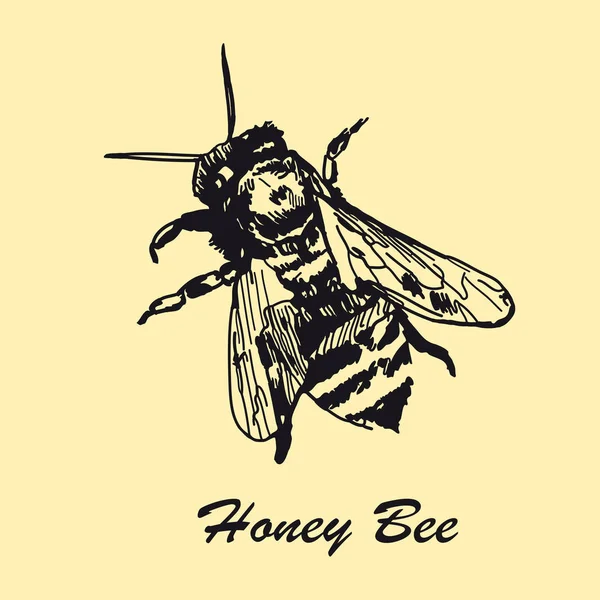 Abeja de miel dibujada a mano. Diseño vintage ilustración esbozada . — Vector de stock