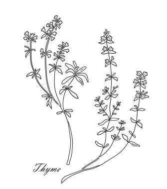 Kekik çay ot beyaz arka plan izole. Vintage