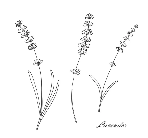 Hierba de té de lavanda aislada sobre fondo blanco . — Vector de stock