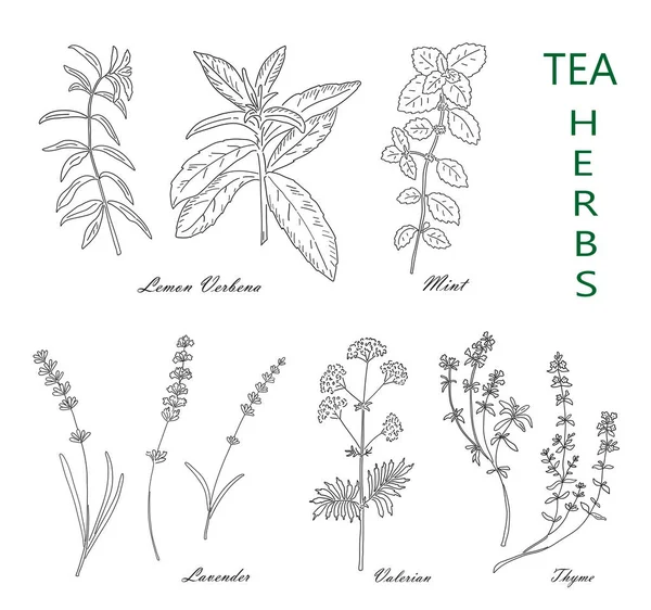 Tea herbs set isolated on white background. Vintage — Stock Vector