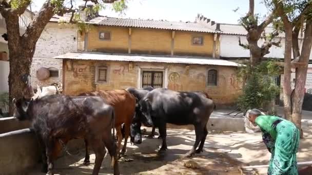 1080 Cattell indické domácí Buffalo, venkovské oblasti, Severní Gudžarát Indie. — Stock video