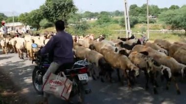 Taze otlak arayışında, bu göçebeler İdar yakınlarındaki Badoli 'nin yüksek binalarından koyun sürüsü geçiriyorlar. 