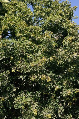 17 Şubat 2010 Sabun veya sabun tohumlarının sabun yapımında kullanılması.; IDAR - Bölge Kılıcı Kantha Gujarat INDIA