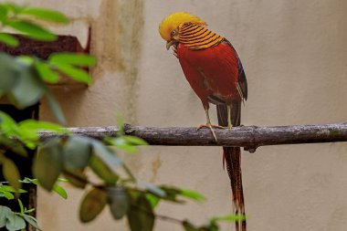14 Ağustos 2007 Altın Sülün Chrysolophus pictus) Alipore Hayvanat Bahçesi Kolkata Batı Bengal INDIA