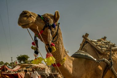 Sığır fuarında 21 Kasım 2007 Camel; Push kar; Rajasthan; Hindistan; Asya