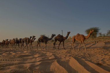 Sığır fuarında 21 Kasım 2007 Camel; Push kar; Rajasthan; Hindistan; Asya