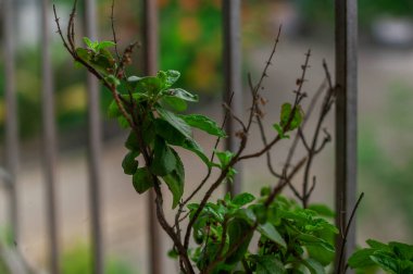 19 Mayıs 2004 Ocimum tenuiflorum Mumbai Maharashtra INDIA asia yakınlarındaki Tulasi (bazen Thulasi olarak telaffuz edilir) kutsal fesleğendir.