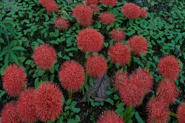 Juni 2013 Feuerballblume Belgaum Bei Karnataka India Asia — Stockfoto