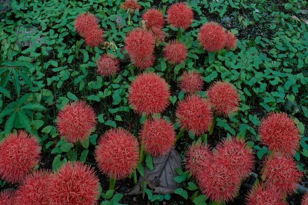 June 2013 Fireball Flower Belgaum Karnataka India Asia — Stock Photo, Image