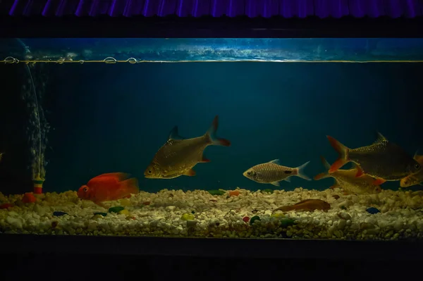 Jan 2015 Akvarium Fisktank Som Hobby Mira Väg Nära Mumbai — Stockfoto