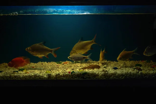Jan 2015 Aquarium Fish Tank Hobby Mira Road Mumbai Maharashtra — Stock Photo, Image