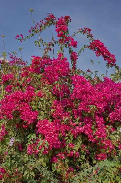 Feb 2010 Bougainvillea Spectabilis Auf Dem Weg Nach Idar Fort — Stockfoto