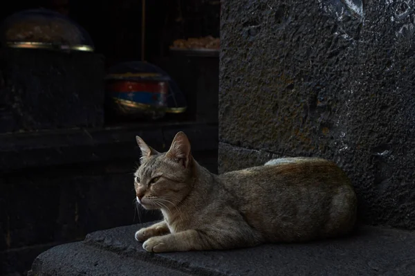 Mar 2016 Gato Doméstico Olhando Com Seus Olhos Afiados Bonitos — Fotografia de Stock