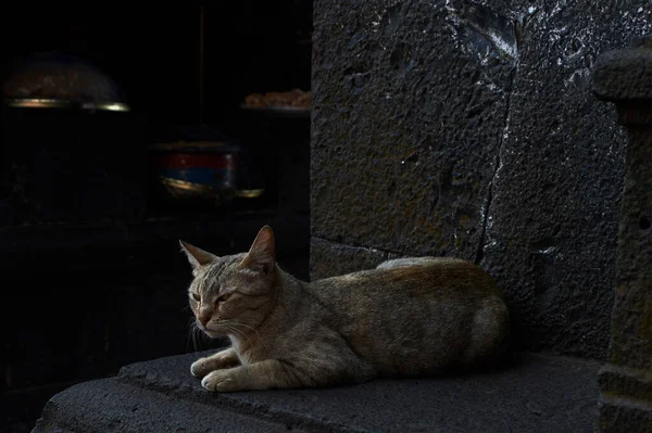 Mar 2016 Kot Domowy Ostrymi Pięknymi Oczami Stan Maharasztra Indie — Zdjęcie stockowe