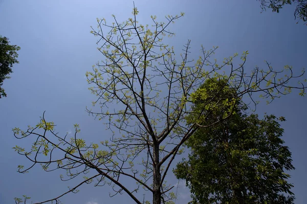 Зеленые Листья Шелк Хлопок Дерево Около Сангамнер Ахмеднагар Района Махараштра — стоковое фото