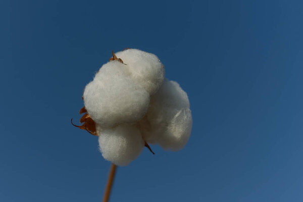 05-Jan-2009 cotton ball in fild near Amreli district  Saurashtra Gujarat INDIA