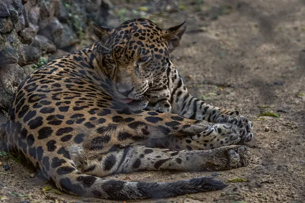 Jaguar Panthera Onca是一只野生猫 产于西孟加拉邦加尔各答的Alipore动物园 — 图库照片