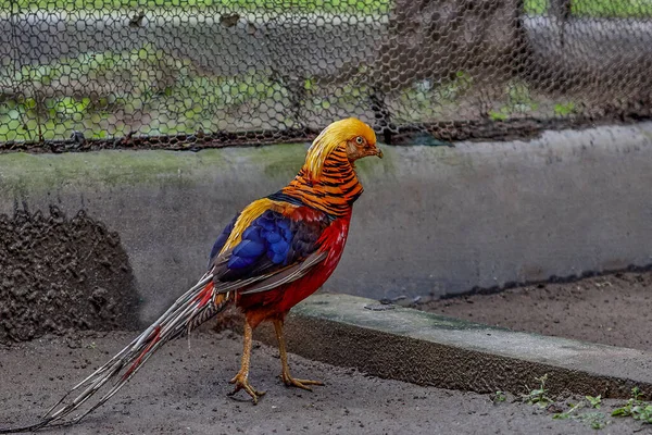 Sie 2007 Złoty Bażant Chrysolophus Pictus Zoo Alipore Kalkuta Zachodnia — Zdjęcie stockowe