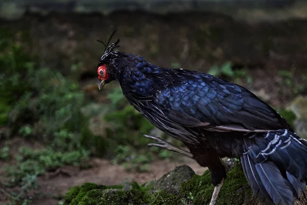 Авг 2007 Bhutan Grey Peacock Pheasant Polyplectron Bicalcaratum Alipore Zoo — стоковое фото