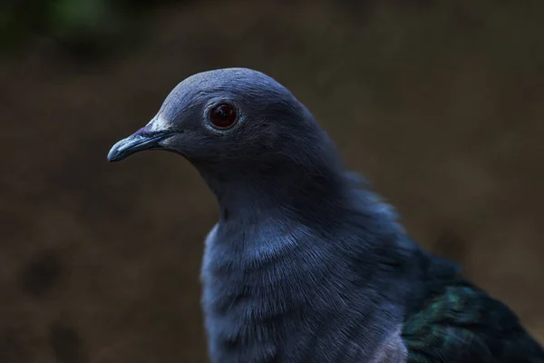 Aug 2007 Green Imperial Pigeons Ducula Aenea — 스톡 사진