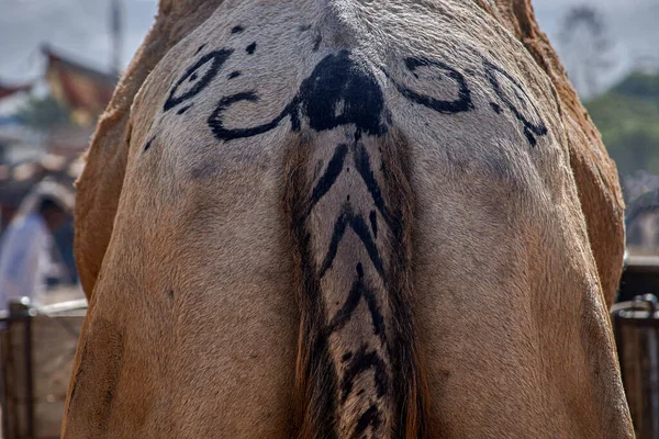 Nov 2007 Los Camellos Están Decorados Parte Posterior Como Marca — Foto de Stock