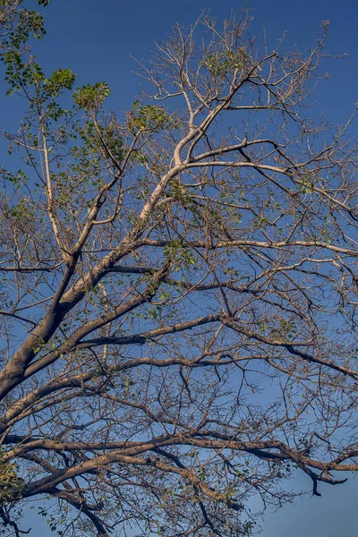 Фев 2007 Весна Фикус Религия Священная Фига Пипал Дерево Мумбаи — стоковое фото