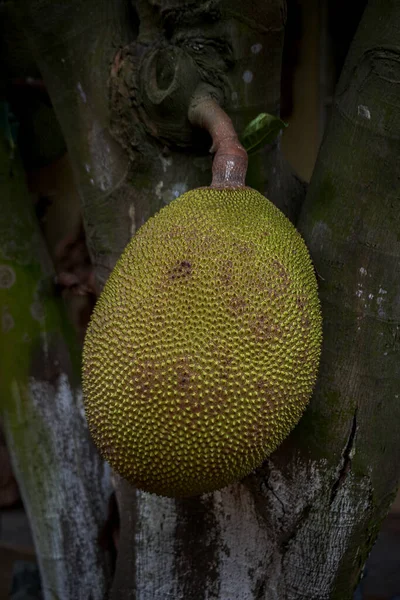 Lug 2007 Jackfruit Artocarpus Heterophyllus Bhubaneswar Anche Come Bhubaneshwar Bhuvanvar — Foto Stock