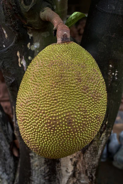 Lug 2007 Jackfruit Artocarpus Heterophyllus Bhubaneswar Anche Come Bhubaneshwar Bhuvanvar — Foto Stock