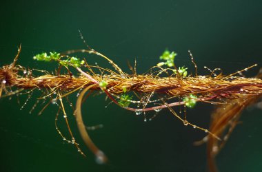 01 Ocak 1980 konsepti Su Damlasını Kurtarın Darjeeling Batı Bengal Hindistan