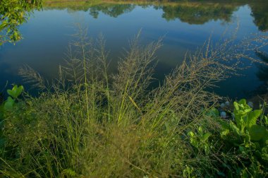 24 Kasım 2005 'te Hindistan' ın Neral Maharashtra Asya gölünde ağaçların yansıttığı küçük yapay göl yakınlarındaki çalıların yakınında.