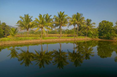24 Kasım 2005 'te Hindistan' da Hindistan cevizi palmiyeleri gölüne yansıyan güzel tatil köyünde küçük yapay göl.