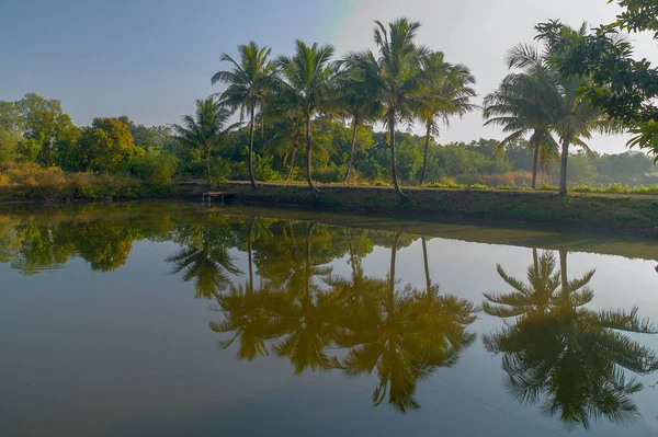 Nov 2005 Small Artificial Lake Beautiful Resort Coconut Palm Trees — стоковое фото