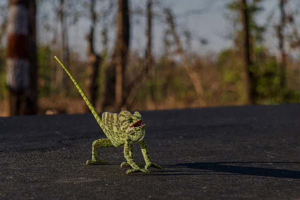 Mar 2005 Camaleão Indiano Chamaeleo Zeylanicus Estrada Malshej Ghat Montanhas — Fotografia de Stock