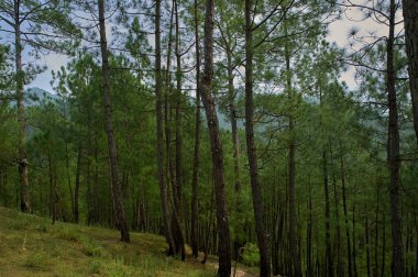 25 Sep 2009 Çam Ağacı Ormanı Almora Uttarakhand Hindistan yolunda 