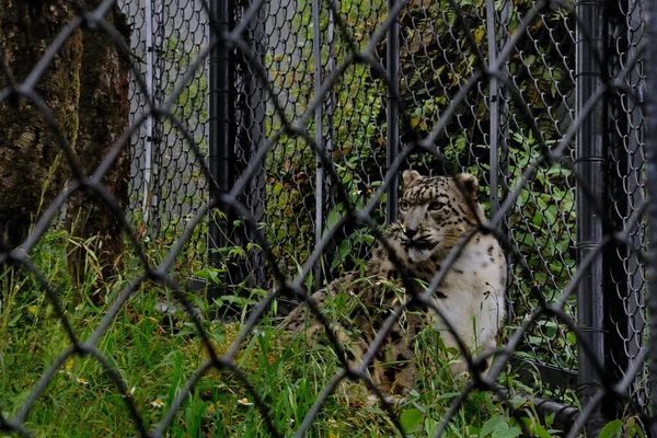 2009年11月26日雪のヒョウUncia Uncia Govind Vallabh Pant標高2100メートル動物園 Nainital Uttarakhand India — ストック写真