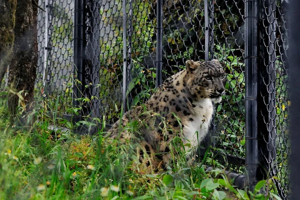 Nov 2009 Snow Leopard Uncia Uncia Govind Vallabh Broek Hoge — Stockfoto