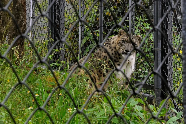 Nov 2009 Snöleopard Uncia Uncia Govind Vallabh Pant Hög Höjd — Stockfoto