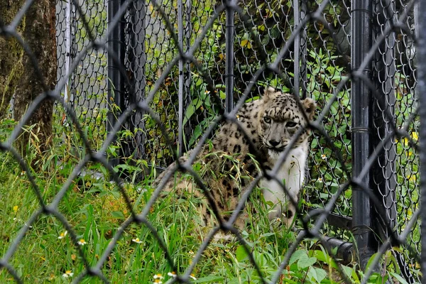 Lis 2009 Snow Leopard Uncia Uncia Govind Vallabh Pant Vysoká — Stock fotografie