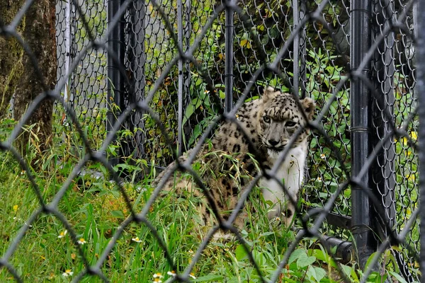 2009年11月26日雪のヒョウUncia Uncia Govind Vallabh Pant標高2100メートル動物園 Nainital Uttarakhand Indianature Wildlife Snow — ストック写真