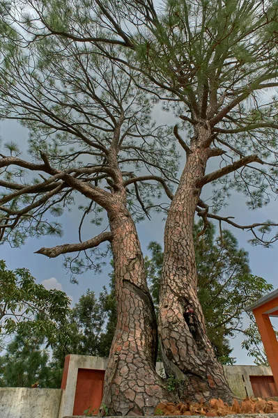 Sep 2009 Longleaf Pine Tree Sidan Golo Devta Tempel Eller — Stockfoto