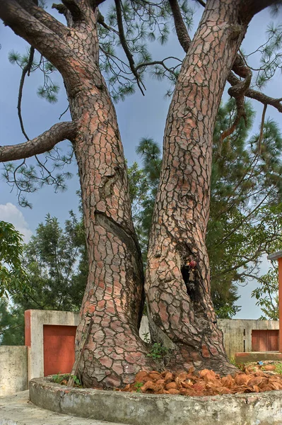 Sep 2009 Longleaf Pine Tree Sidan Golo Devta Tempel Eller — Stockfoto