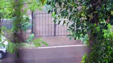 Rüzgâr ve Yağmur Bitki ve Ağaç Lokgramı Kalyan 'ın üzerine yağıyor 