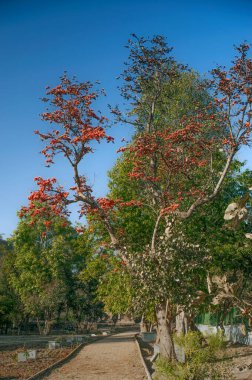 02: 15 2010 Antik Miras Jain Tapınağı Polo Ormanı Abhapur - Lakhena Jain Tapınağı IDAR SabArkantha Gujarat Hindistan 'a 40 km uzaklıkta