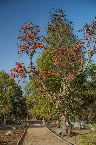 02: 15 2010 Antik Miras Jain Tapınağı Polo Ormanı Abhapur - Lakhena Jain Tapınağı IDAR SabArkantha Gujarat Hindistan 'a 40 km uzaklıkta
