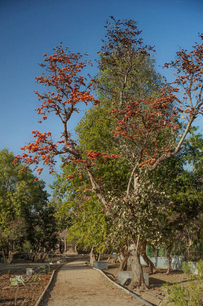 02 15 2010 Древнее наследие Джайн Храм в Поло Лес Джайн Архитектура Абхапур-Лахена Джайн Храм 40 км от IDAR Сабарканта Гуджарат Индия