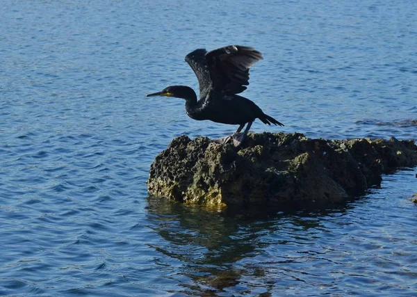 Black bird at the sea