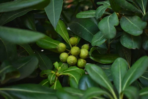 Frutos Del Olivo Árbol —  Fotos de Stock