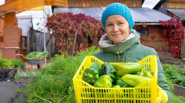 Bir kadın çiftçi veya bahçıvan biber hasat ile bir kutu tutuyor.