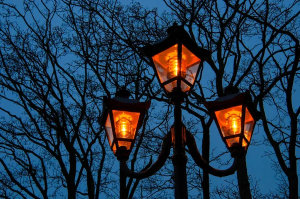 Pomarańczowe lampy nocnego światła ulicznego na tle sylwetki drzew i nieba. — Zdjęcie stockowe